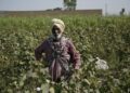 Punjab minister: Farmers have rapid, simple access to high-quality seeds