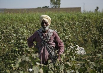 Punjab minister: Farmers have rapid, simple access to high-quality seeds