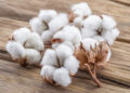 Cotton cultivation in Punjab reaches 2.116m acres