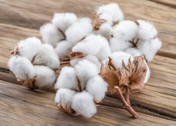 Cotton cultivation in Punjab reaches 2.116m acres