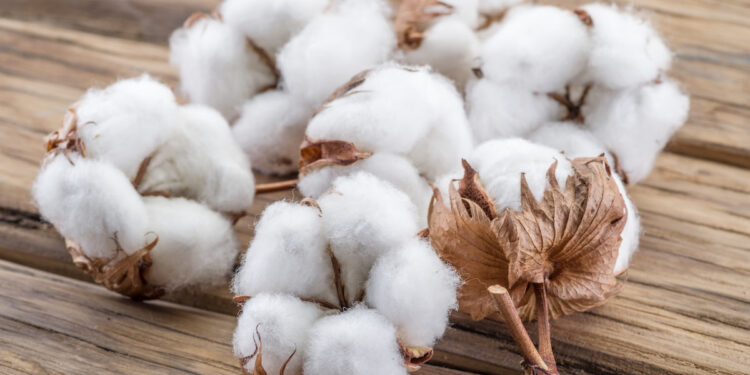 Cotton cultivation in Punjab reaches 2.116m acres