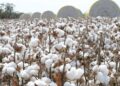Pakistan’s cotton production is projected to fall by 43% annually in 2022–2023
