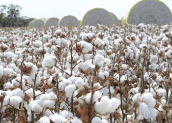 Pakistan’s cotton production is projected to fall by 43% annually in 2022–2023