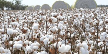 Pakistan’s cotton production is projected to fall by 43% annually in 2022–2023