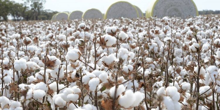 Pakistan’s cotton production is projected to fall by 43% annually in 2022–2023