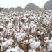 Pakistan’s cotton production is projected to fall by 43% annually in 2022–2023