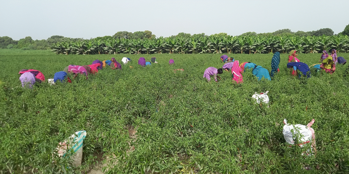CPEC will accelerate Pakistan’s upgrading of its agriculture and food industry