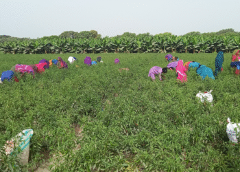 CPEC will accelerate Pakistan’s upgrading of its agriculture and food industry