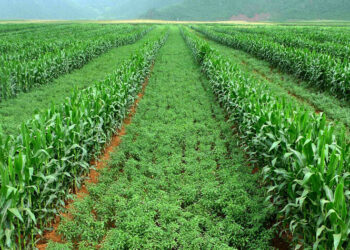 Punjab’s governor backs Chinese intercropping technology to expand domestic soybean production