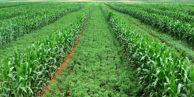 Punjab’s governor backs Chinese intercropping technology to expand domestic soybean production