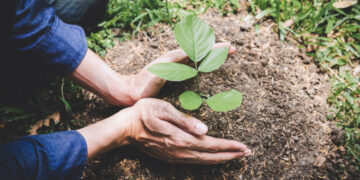 10.9 million native plants will be planted in South Punjab