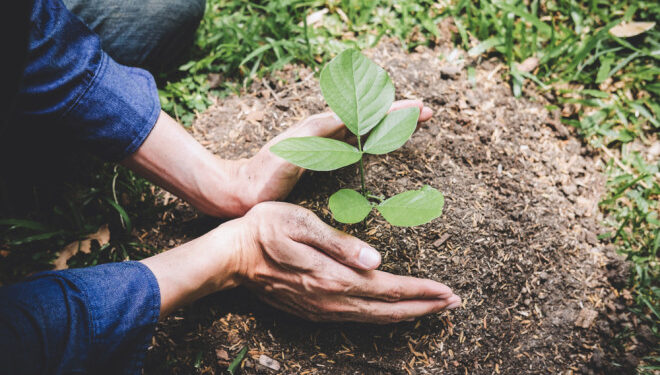 10.9 million native plants will be planted in South Punjab