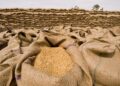 Areas Affected By Floods Need 2,990,000 Seed Bags for Rabi Crops