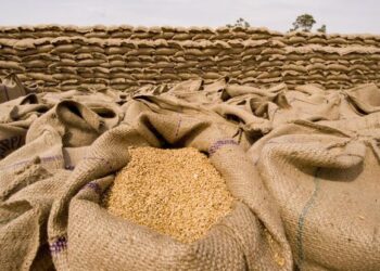 Areas Affected By Floods Need 2,990,000 Seed Bags for Rabi Crops