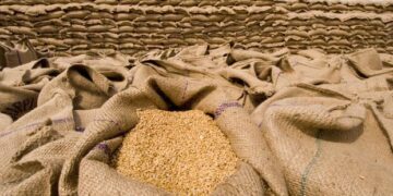 Areas Affected By Floods Need 2,990,000 Seed Bags for Rabi Crops