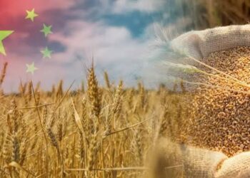 China’s Grain Output Reaches Record High in 2025