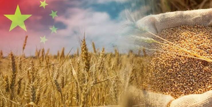 China’s Grain Output Reaches Record High in 2025