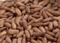Beijing remains top destination for Pakistani pine nuts in China