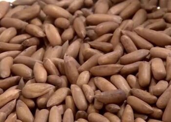 Beijing remains top destination for Pakistani pine nuts in China