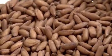 Beijing remains top destination for Pakistani pine nuts in China