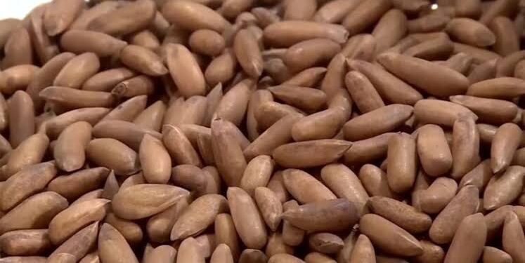 Beijing remains top destination for Pakistani pine nuts in China