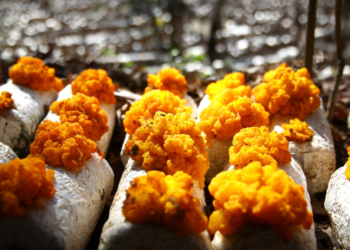 New Year on the Frontlines: Veteran farmer Chen grows mushrooms with new tech