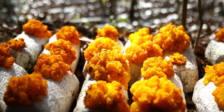 New Year on the Frontlines: Veteran farmer Chen grows mushrooms with new tech