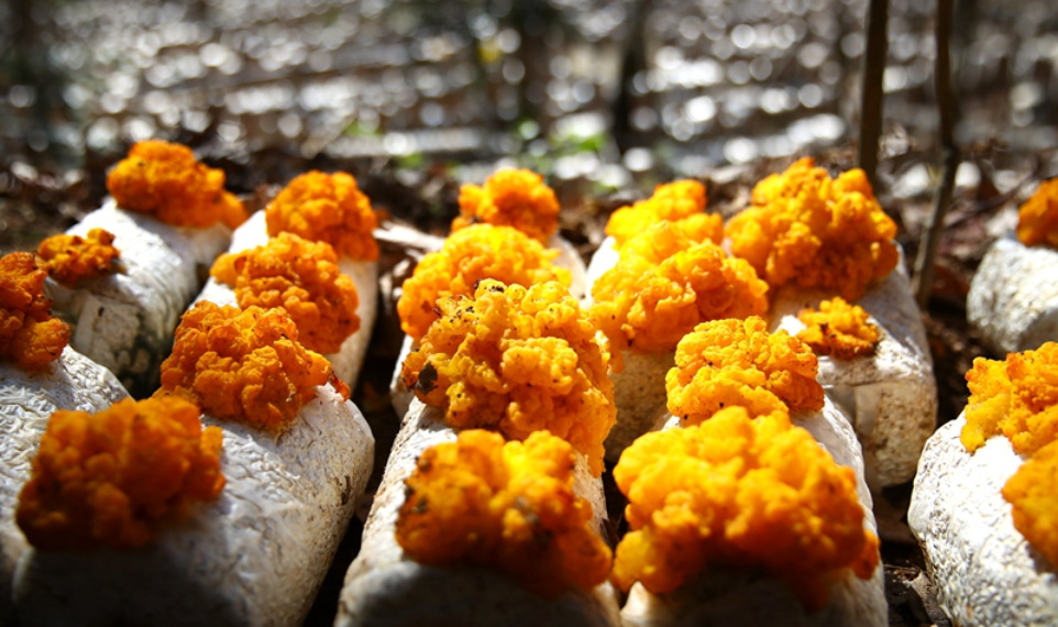 New Year on the Frontlines: Veteran farmer Chen grows mushrooms with new tech