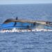 State Council to supervise probe into boat capsizing in Southwest China’s Yunnan Province