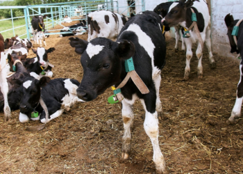 China, Pakistan Expand Livestock Technology Cooperation Under CPEC 2.0