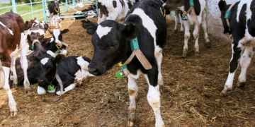 China, Pakistan Expand Livestock Technology Cooperation Under CPEC 2.0