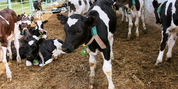 China, Pakistan Expand Livestock Technology Cooperation Under CPEC 2.0