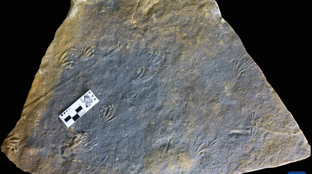 Scientists from Spain, China discover Jurassic lizard tracks in Europe