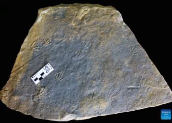 Scientists from Spain, China discover Jurassic lizard tracks in Europe