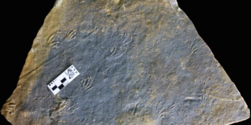 Scientists from Spain, China discover Jurassic lizard tracks in Europe
