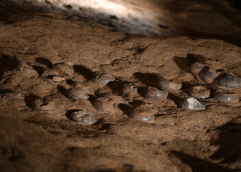 Chinese scientists use nanocoating to protect dinosaur egg fossil site in Hubei