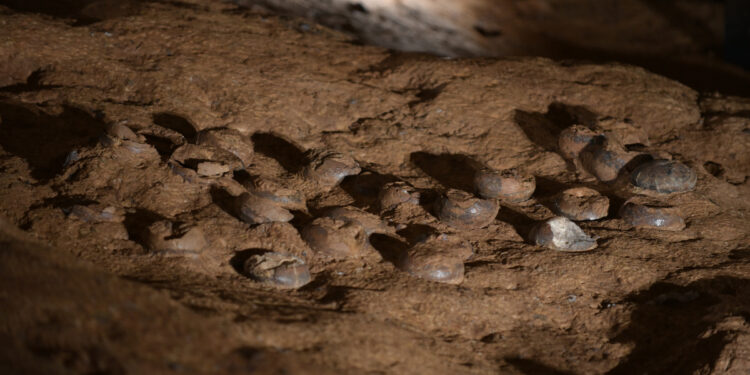 Chinese scientists use nanocoating to protect dinosaur egg fossil site in Hubei