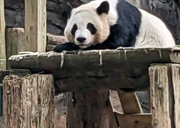 New round of China-US giant panda co-op will enhance friendship between Chinese, American peoples: FM responds to whether new panda pair will be sent to US
