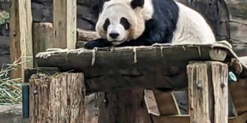 New round of China-US giant panda co-op will enhance friendship between Chinese, American peoples: FM responds to whether new panda pair will be sent to US