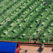 China vows to share innovation gains to bolster Asia-Pacific food security